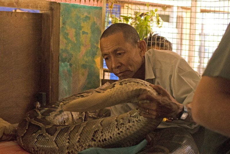 _CHI5090-Bearbeitet.jpg - bago, in the snake monastery, this boa constrictor is supposed to be a reincarnation of a late head of a monastery