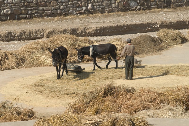 CHI_0722.jpg - threshing like in the old times