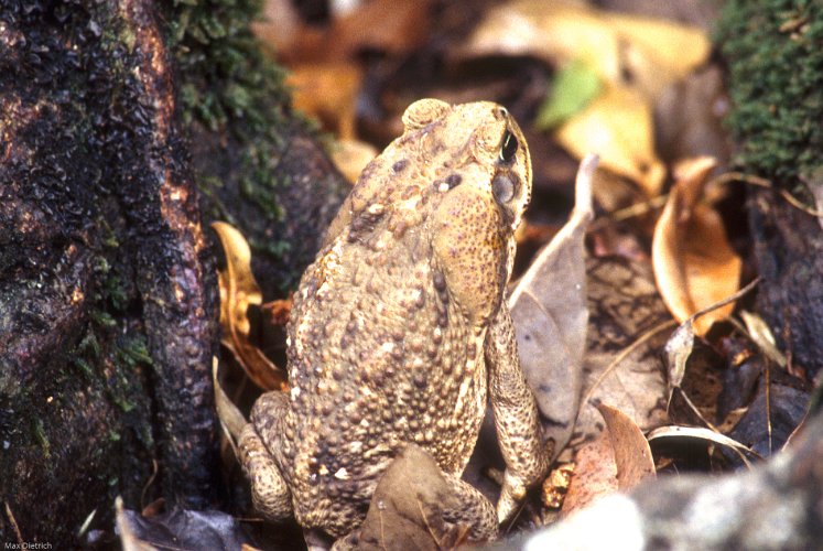 180-14.jpg - rincón, a toad is trying to hide from us, ...