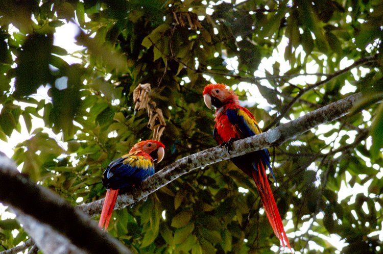 200-05.jpg - scarlet macaw, chatting in a tree and ...