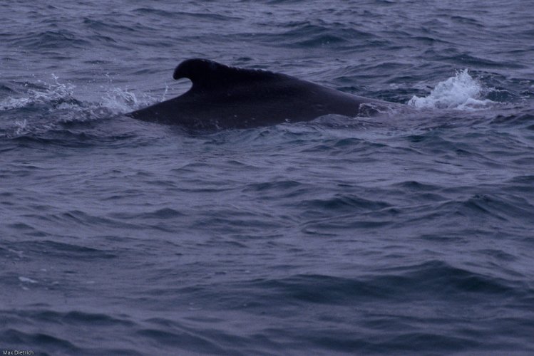 223-04.jpg - humpback whales on the coast of puerto lopez