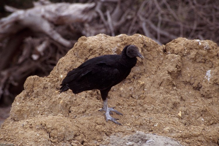 223-11.jpg - black vulture and ...