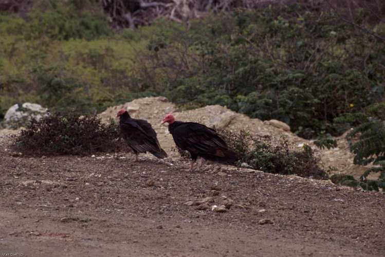 223-12.jpg - ... turkey vultures