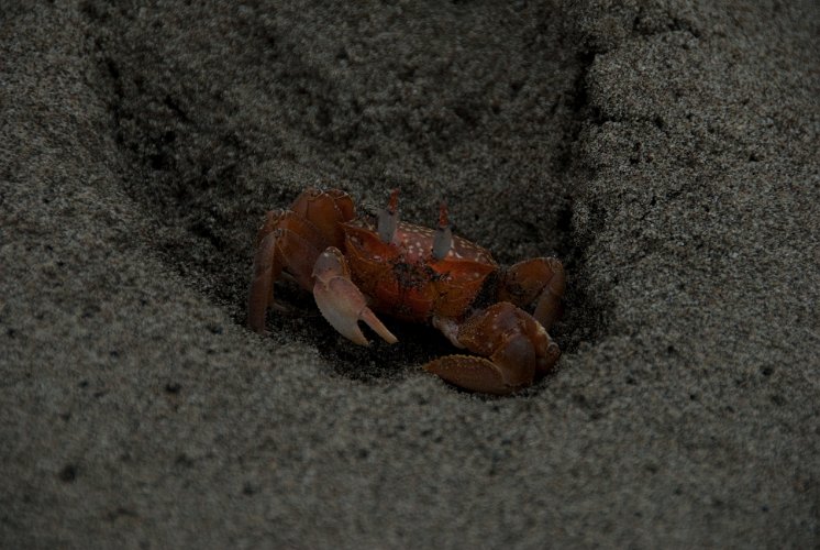 _ECU7478.jpg - a crab is digging in