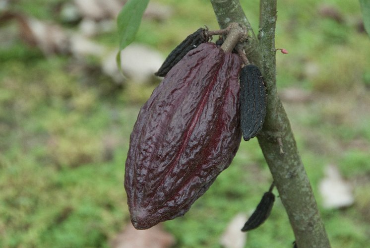 _ECU7699.jpg - cocoa fruit
