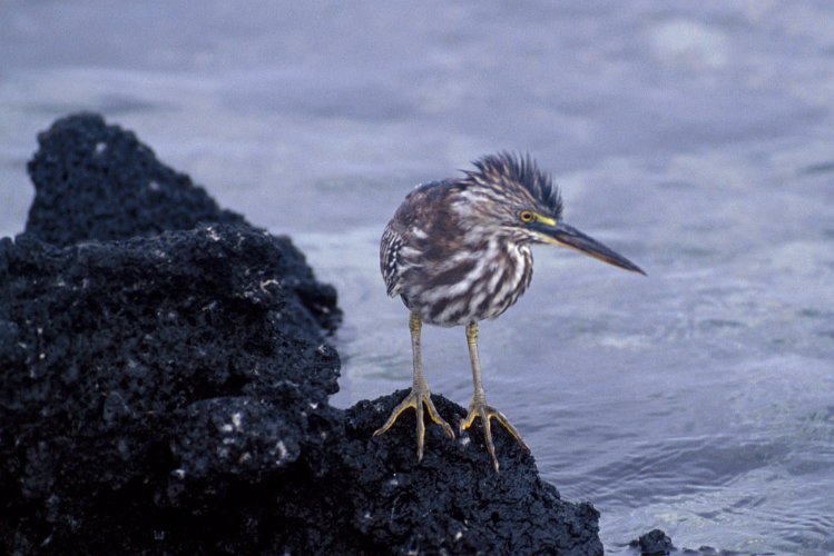 215-12.jpg - fernandina island, striped heron