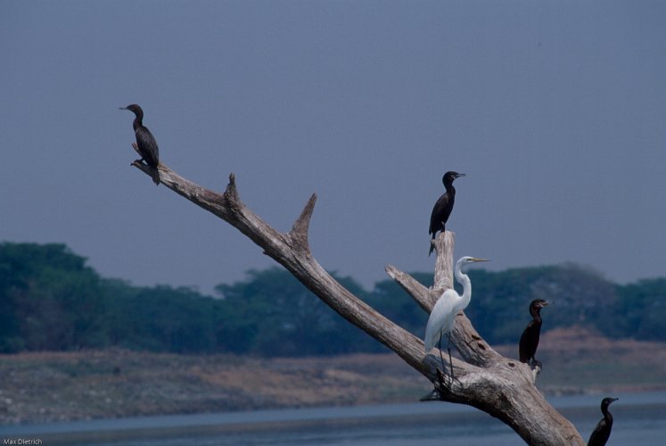 176-30.jpg - great egret with olivaceous cormorant