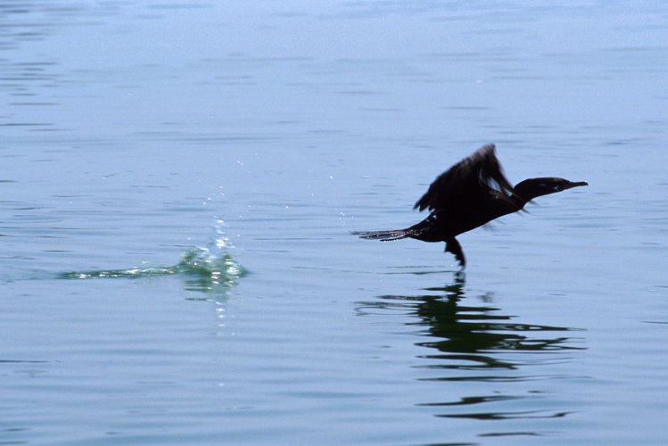 176-34.jpg - a cormorant takes off