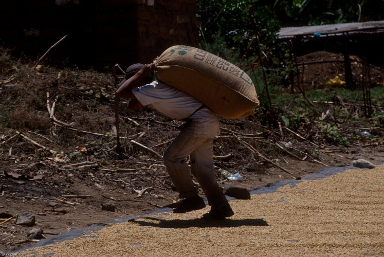 173a-25.jpg - heavy load of coffe, for 50 pounds the farmer was paid one dollar