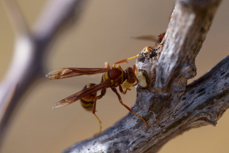124-35.jpg - a wasp, their nest was just beside our camp