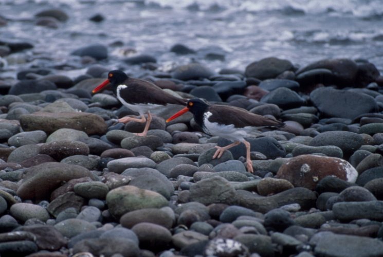 129-12.jpg - american oystercatcher