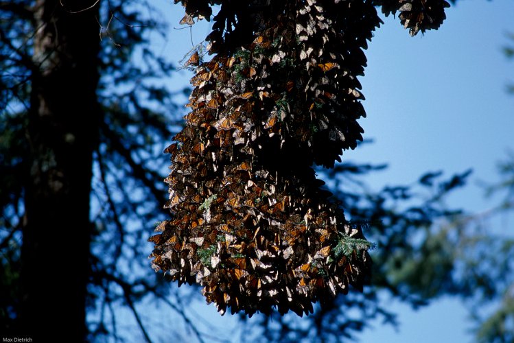 153-03.jpg - millions of butterflies hang on fir trees ...