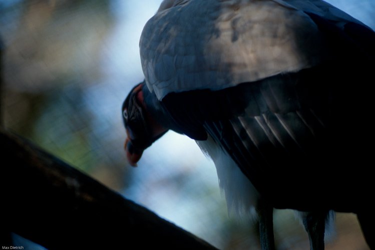 156-02.jpg - a kings vulture in tuxtla gutierrez