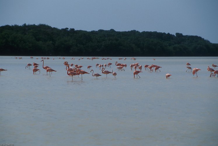 159a-14.jpg - celestun, flamingos feeding