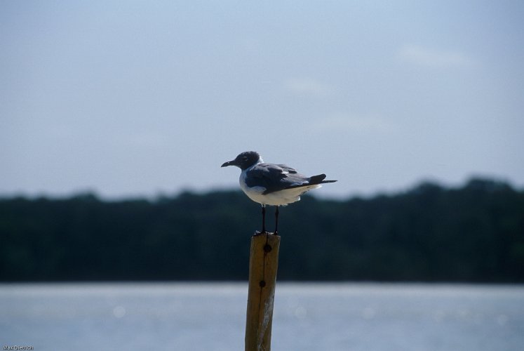 159a-28.jpg - laughing gull