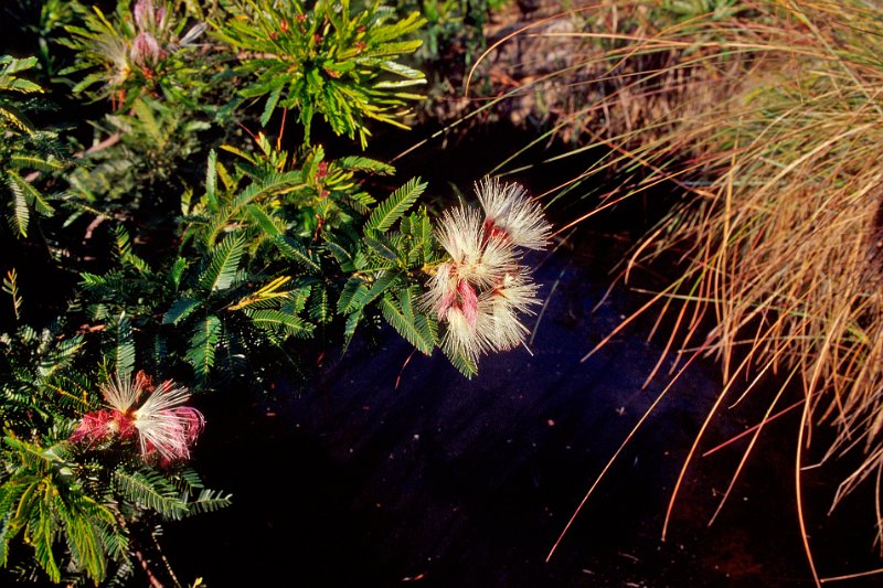 371-18-Bearbeitet.jpg - flowers border the water