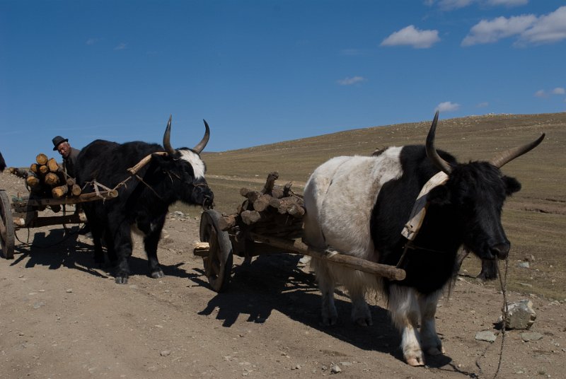 DSC_0091.jpg - oxen hauling fire wood, the hainags are a crossbreed between a yak bull and a cow