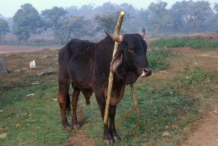 176c-23.jpg - the place we camped was also used for grazing and accordingly littered, what ever he committed we did not know