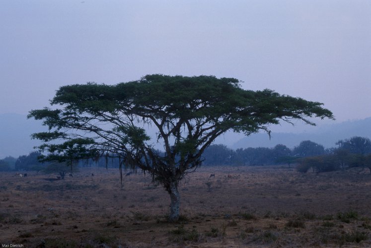 176d-05.jpg - trees are very impressive, here a acacias