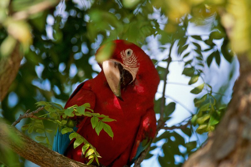 353-07-Bearbeitet.jpg - red-and-green macaw