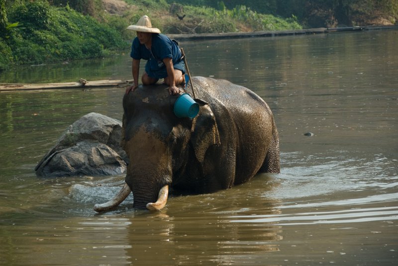 _DSC7052.jpg - ... to bath with the elephant ...