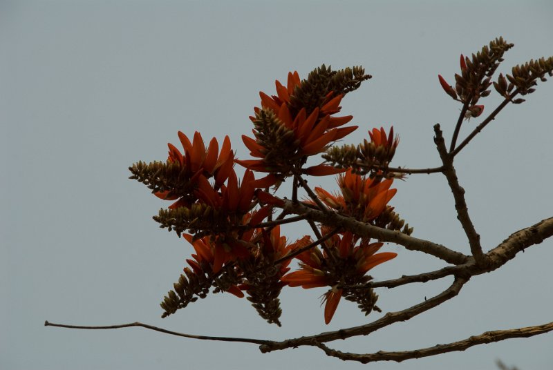 _DSC7415.jpg - mae ping - blossoming tree