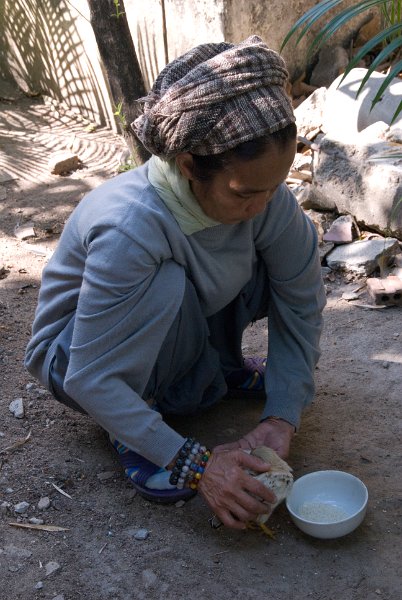 _DSC6856.jpg - chiang mai - she is trying to feed a blind chicken and ...