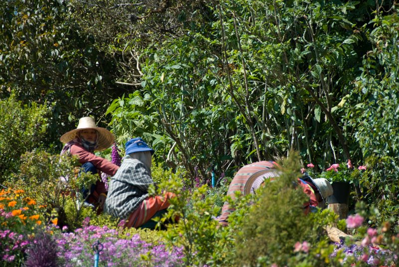_DSC7031.jpg - doi inthanon - women taking care of the queen's garden