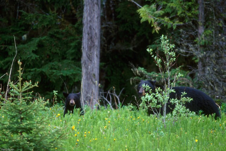 104-26.jpg - black bears hiding