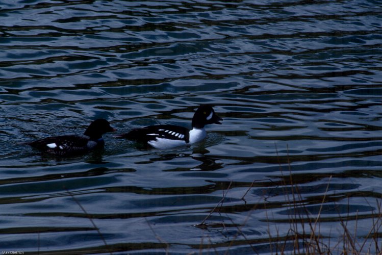 106-15.jpg - barrow's goldeneye