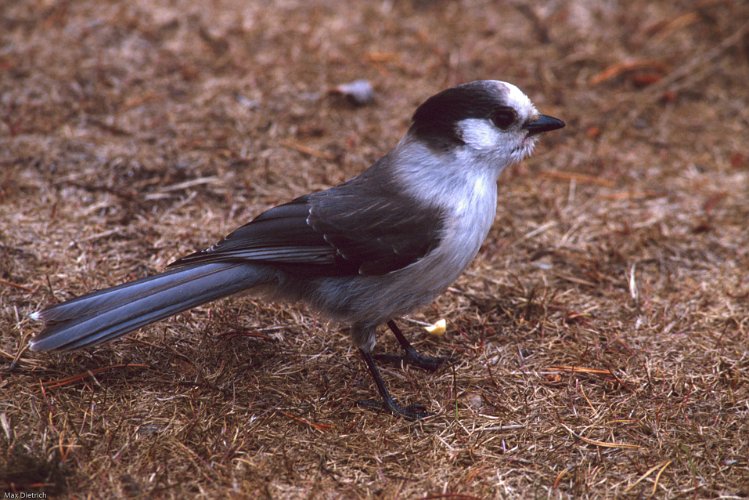 107-01.jpg - gray jay