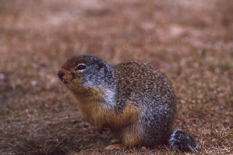 107-21.jpg - columbian ground squirrel