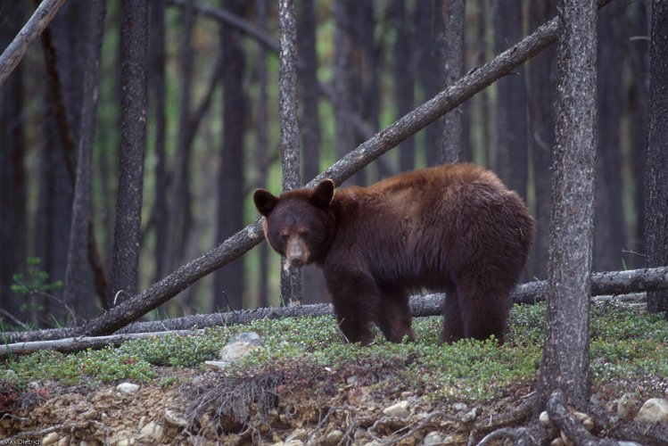 108-30.jpg - brown black bear