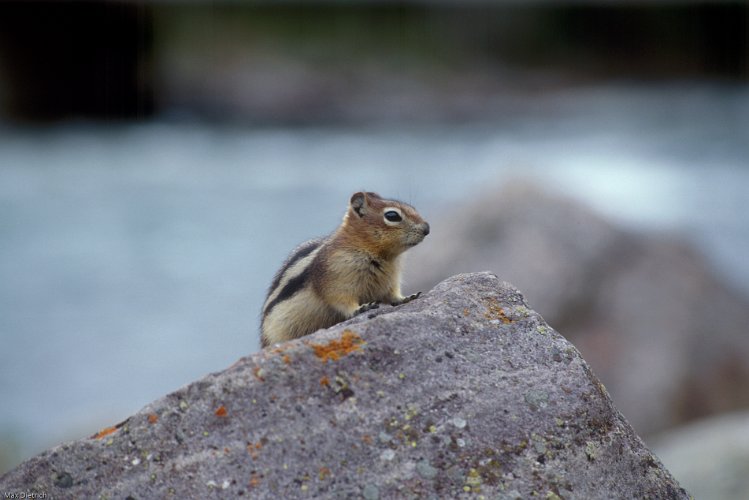 109-06.jpg - chipmunk