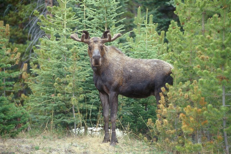 109-11.jpg - young moose, just before it attacked max