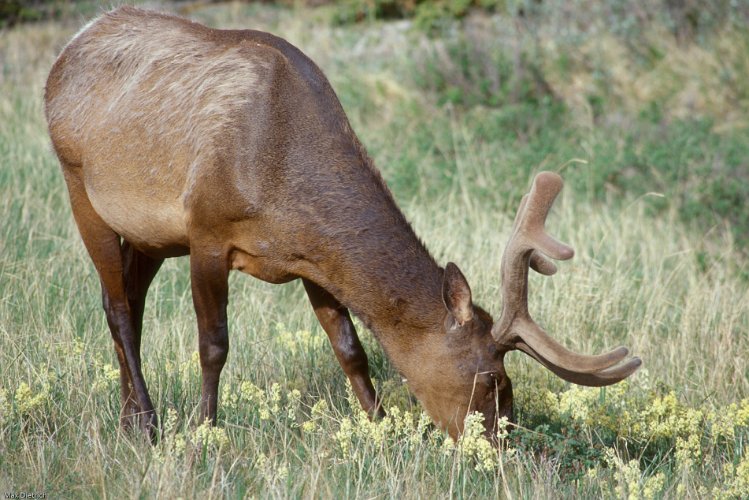 109-23.jpg - elk