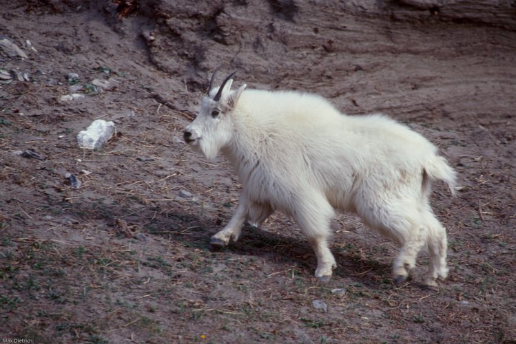 110-05.jpg - mountain goat