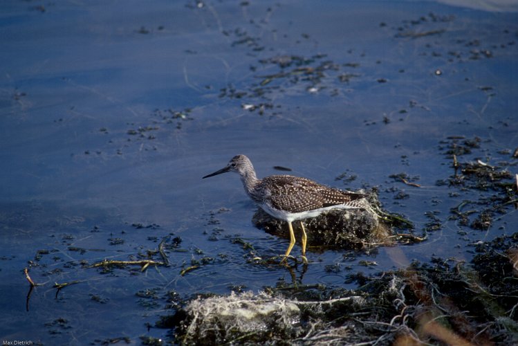 113-37.jpg - yellowleg