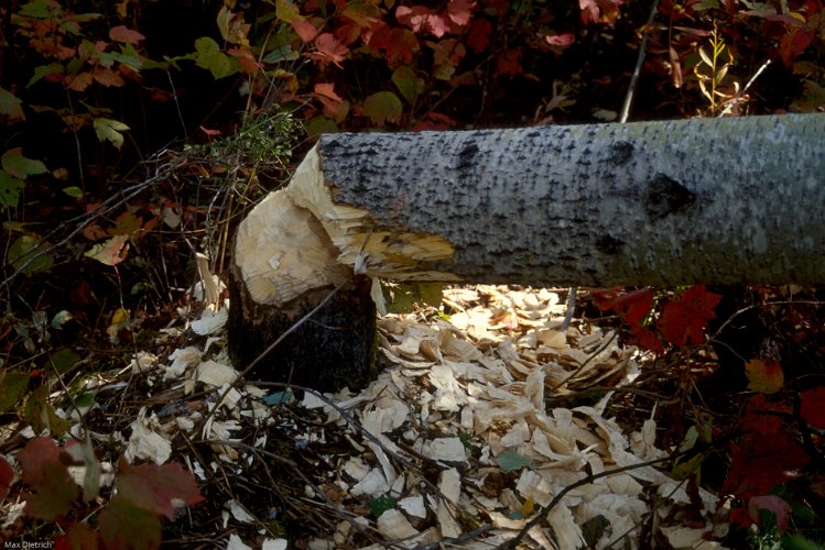 114-26.jpg - beaver work