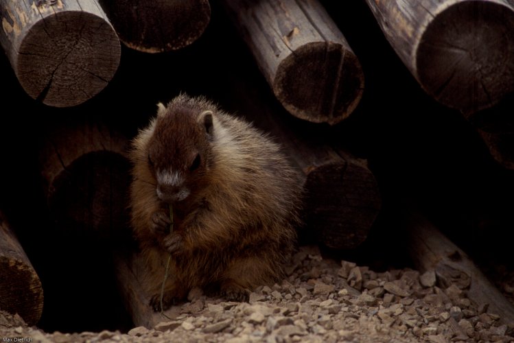 115-17.jpg - marmot