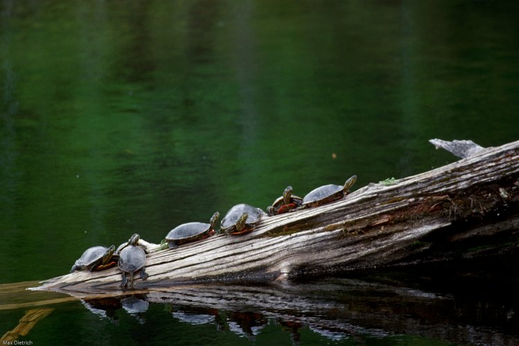 1153.jpg - turtels in kikomun creek park
