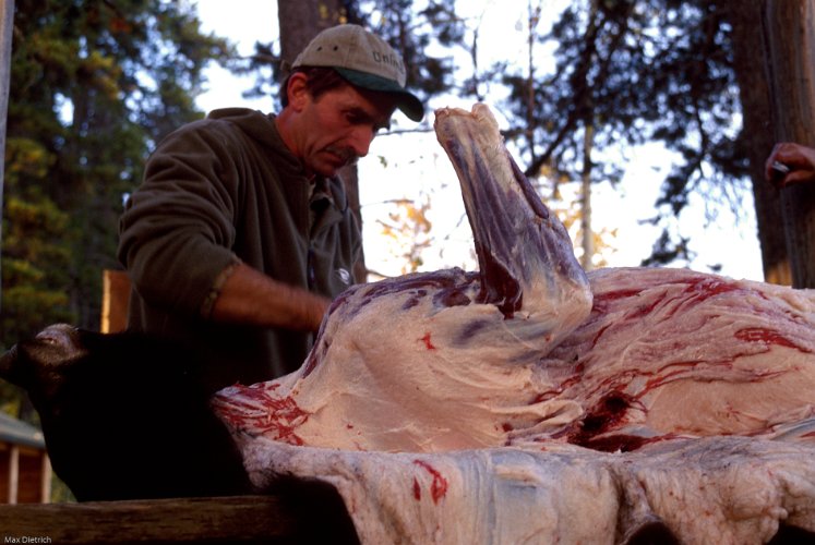 116-23.jpg - hans, skinning a black bear
