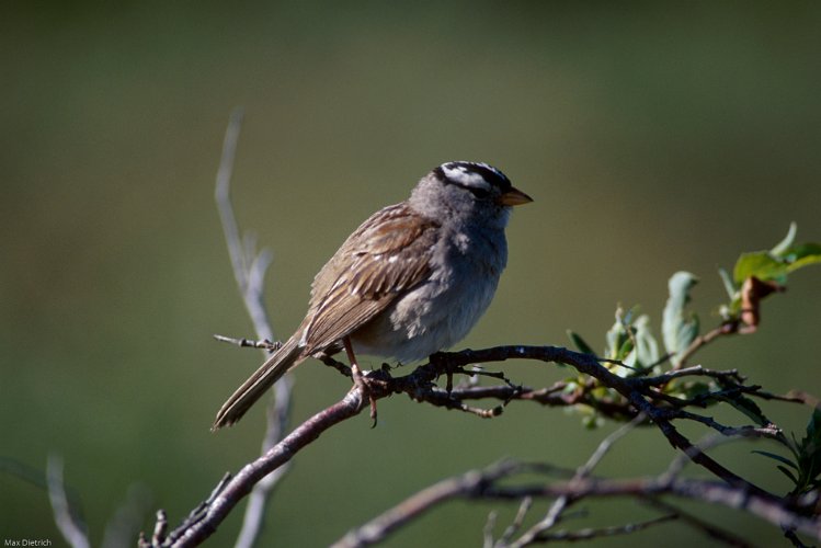 577.jpg - white-crowned sparrow
