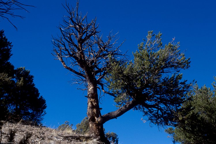 103-32.jpg - old weathered pine