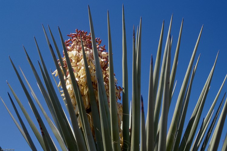 131.jpg - yucca