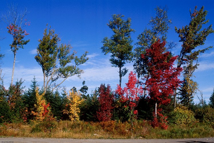 077-02.jpg - the colors of new england