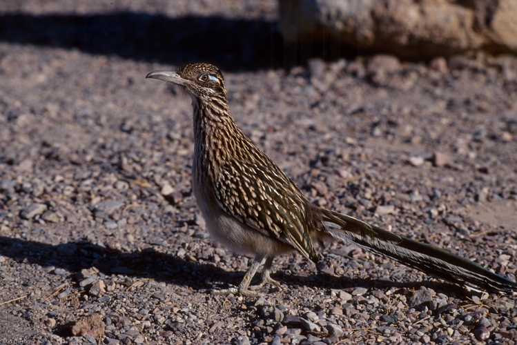 1023.jpg - road runner