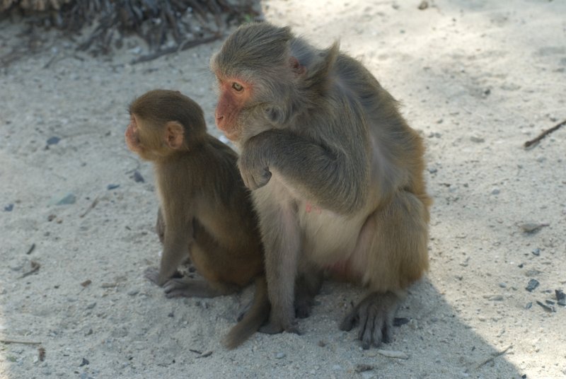 CHI_3080.jpg - nha trang - monkeys on monkey island, a visit not worth it